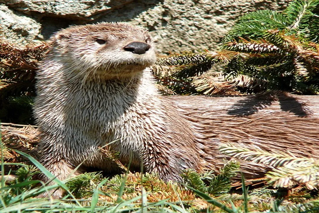 Where are river otters found in the USA?, Eastern Presence
