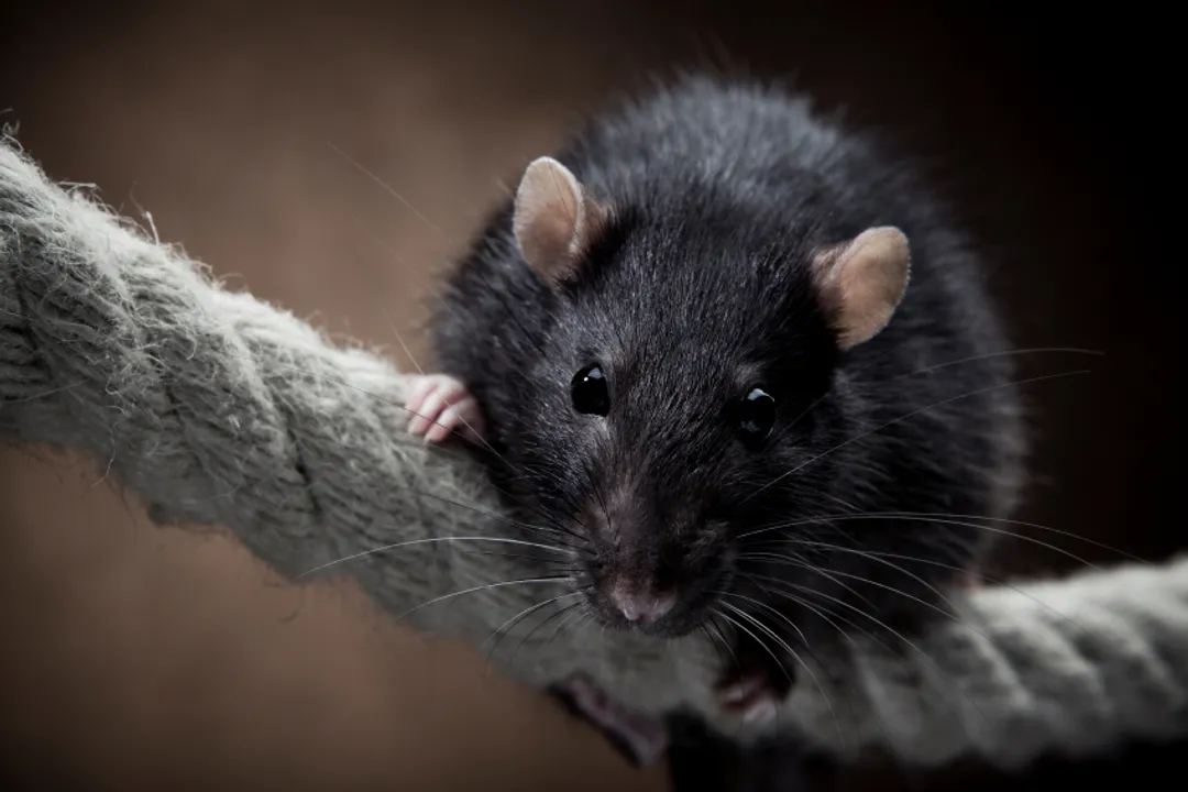 Where are rodents most commonly found?, Rats Locations