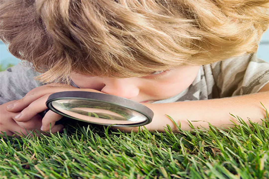 Where are rodents most commonly found?, Mammal Order