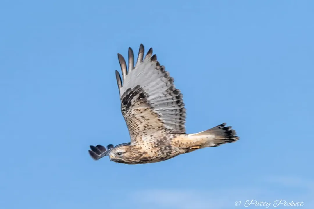 Where are Rough-legged Hawks found?, Winter Range