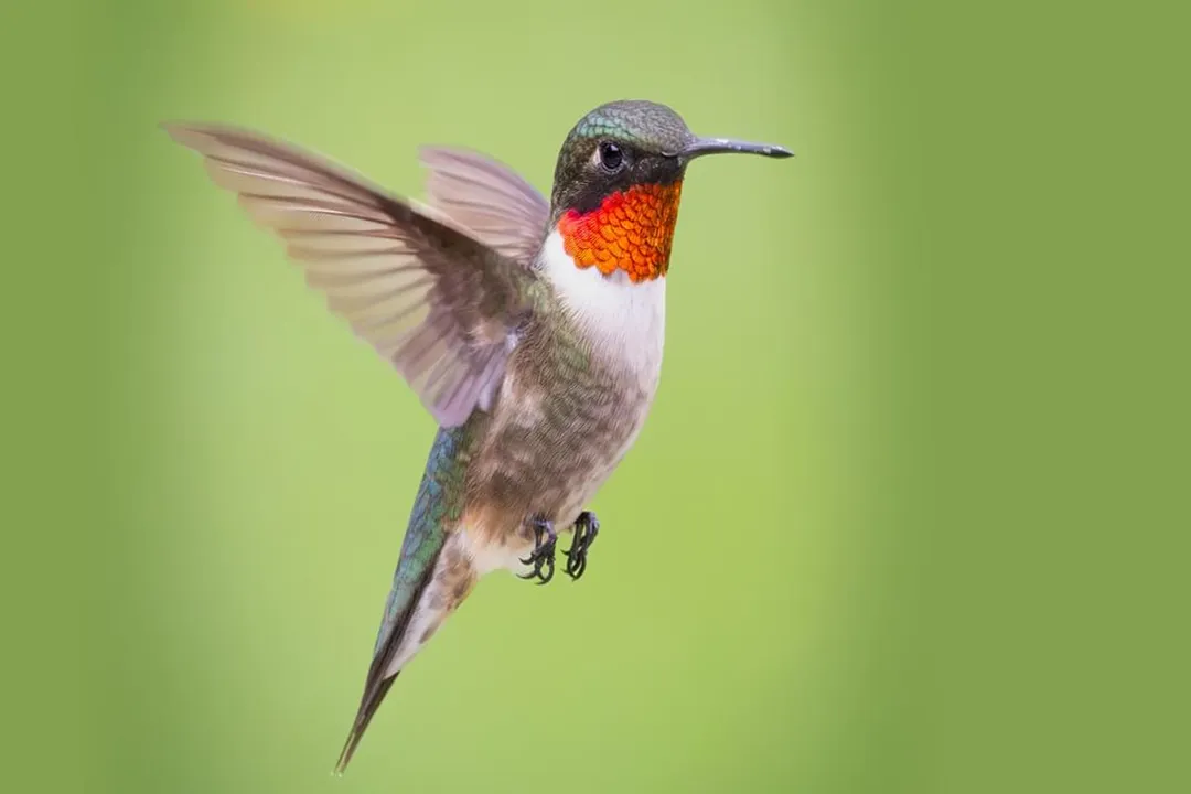 Where are Ruby-throated Hummingbirds found?