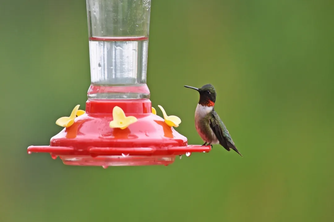 Where are Ruby-throated Hummingbirds found?, Summer Home