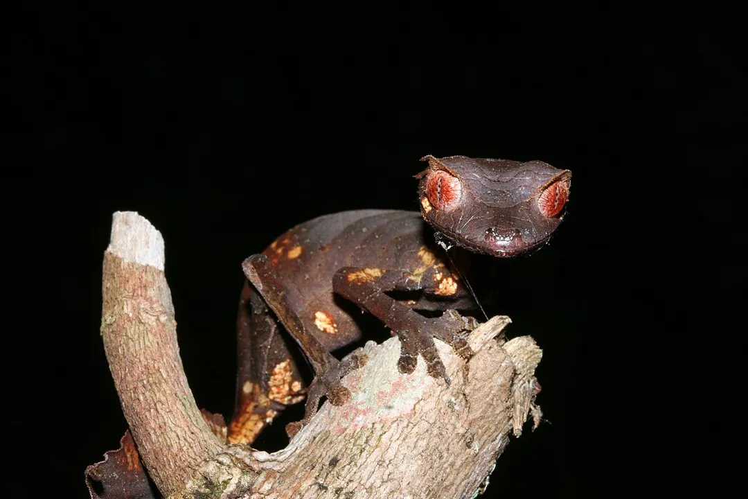 Where are satanic leaf-tailed geckos found?