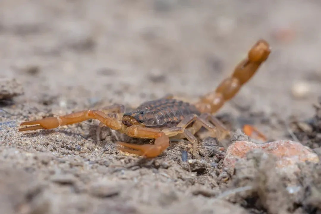 Where are scorpions mainly located?