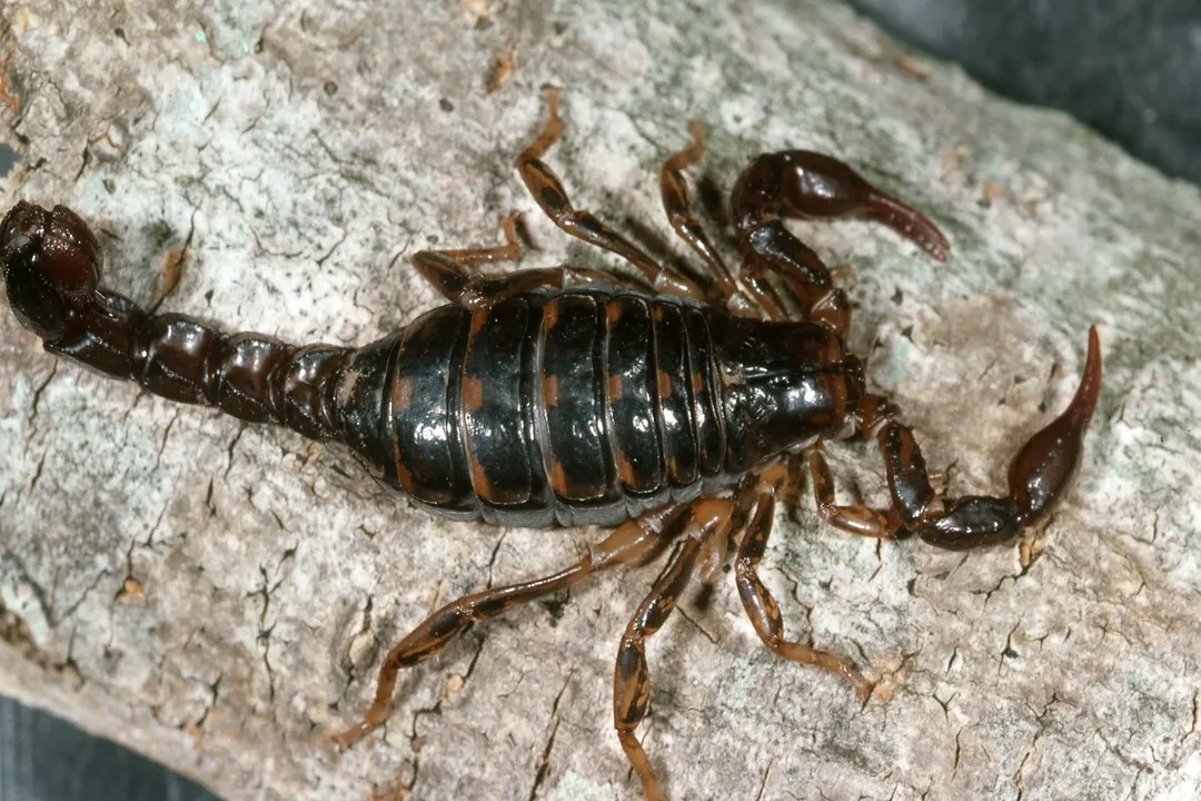 Where are scorpions mainly located?, Desert Dwellers