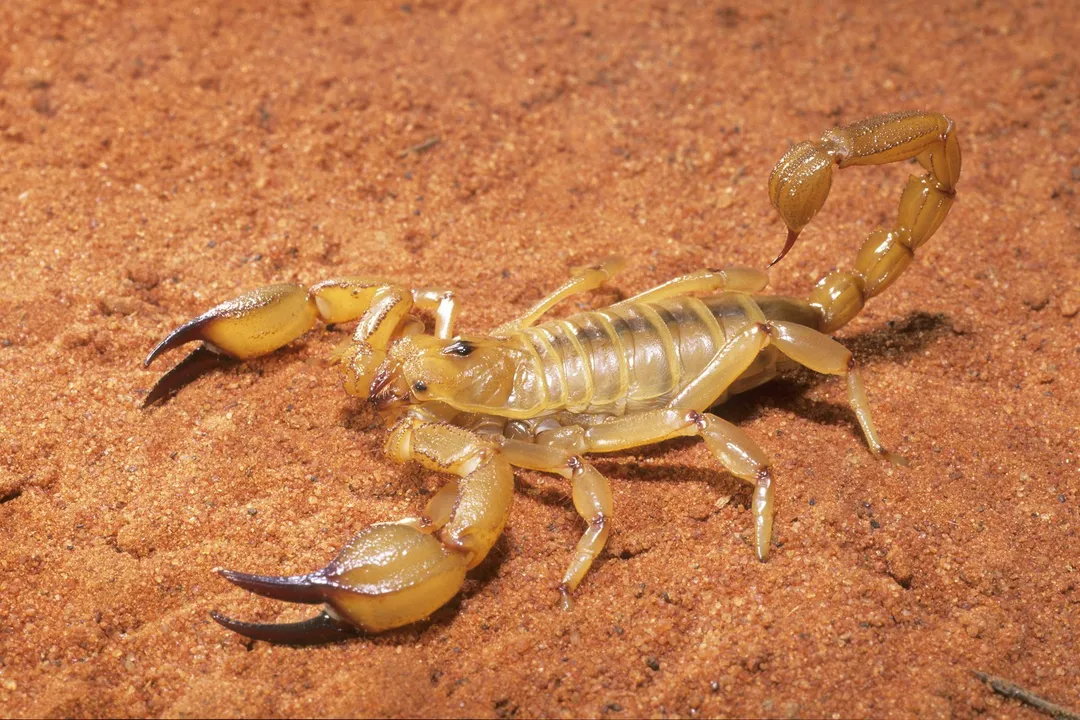 Where are scorpions mainly located?, Shelter Seeking