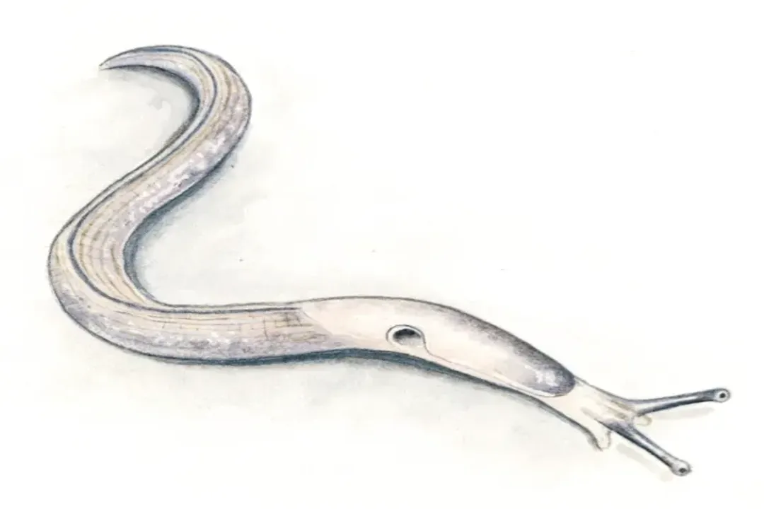 Where are slugs mostly found?, Global Range