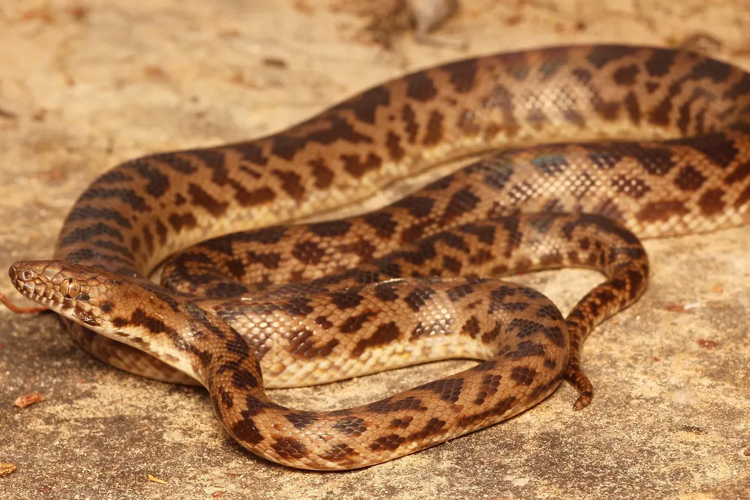 Where are spotted pythons found?, Trans-Oceanic Presence