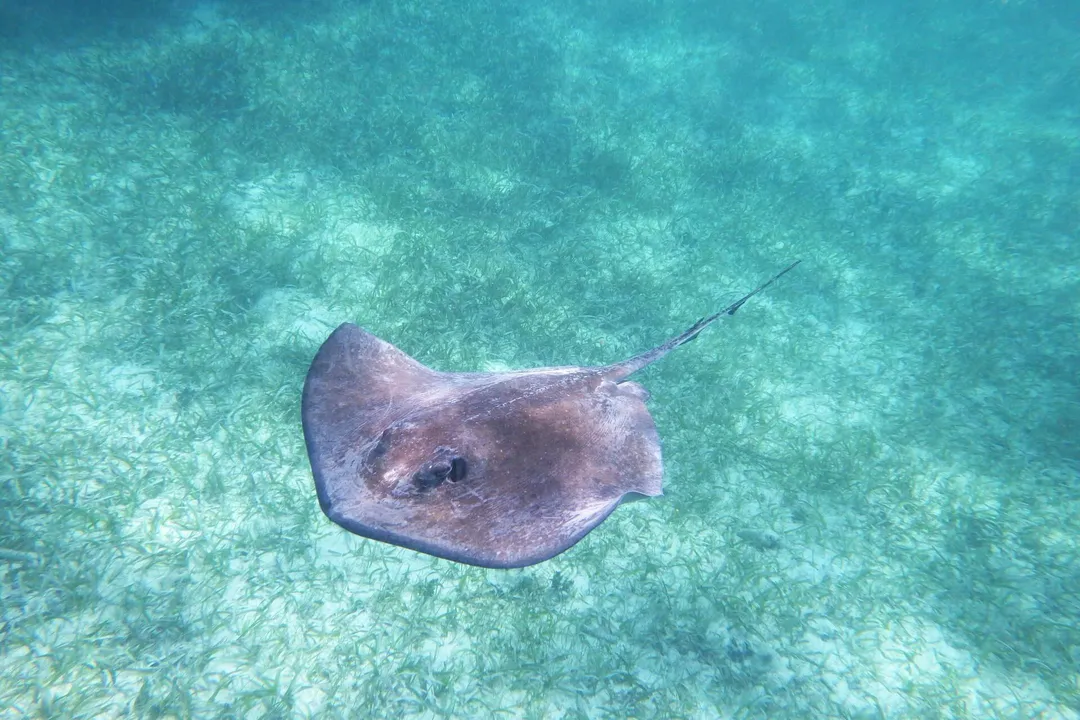 Where are stingrays found in the US?, Freshwater Realm
