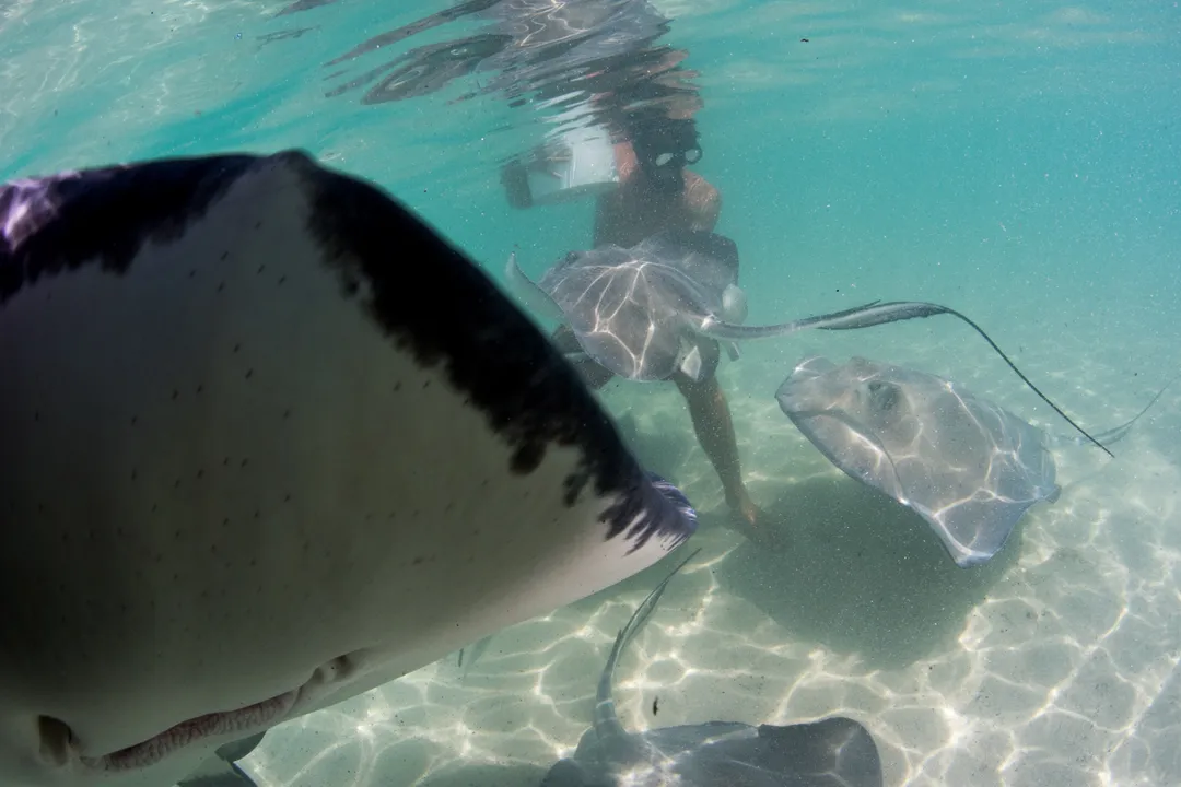 Where are stingrays found in the US?