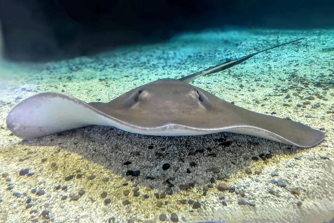 Where are stingrays found in the US?, Other Notable Rays