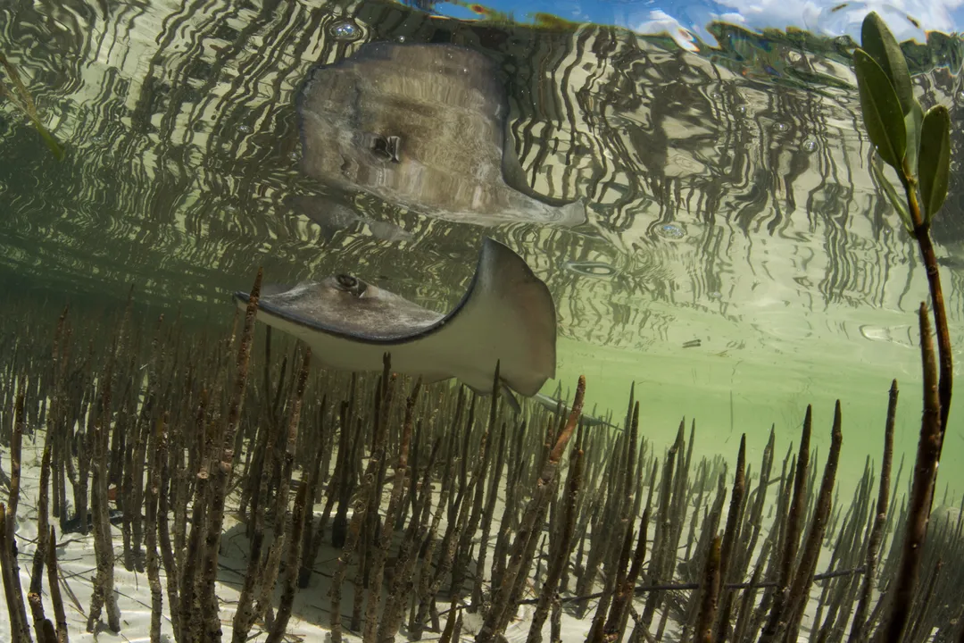 Where are stingrays found in the US?, Atlantic Waters
