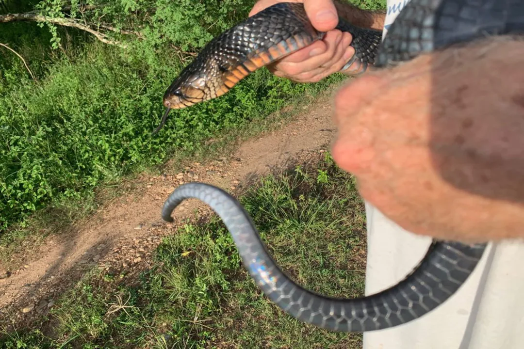 Where are Texas indigo snakes found?, Habitat Requirements