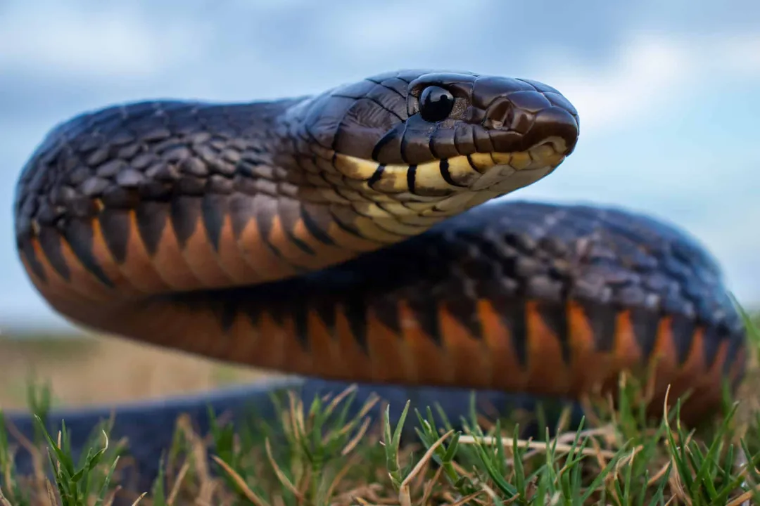 Where are Texas indigo snakes found?, State Distribution
