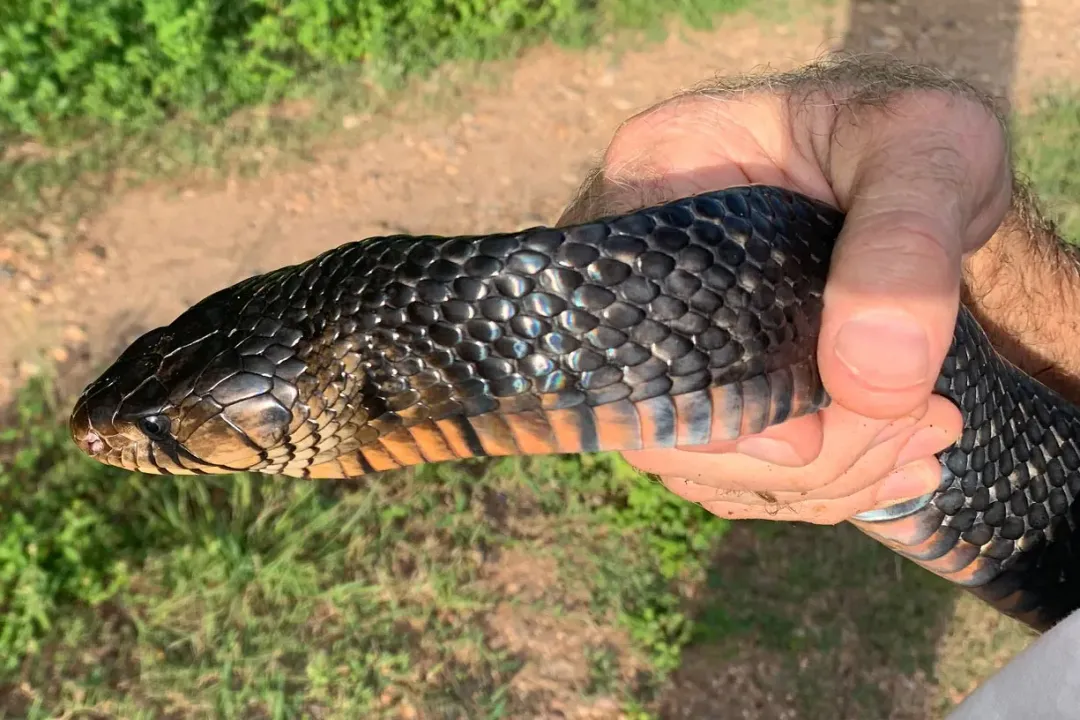 Where are Texas indigo snakes found?