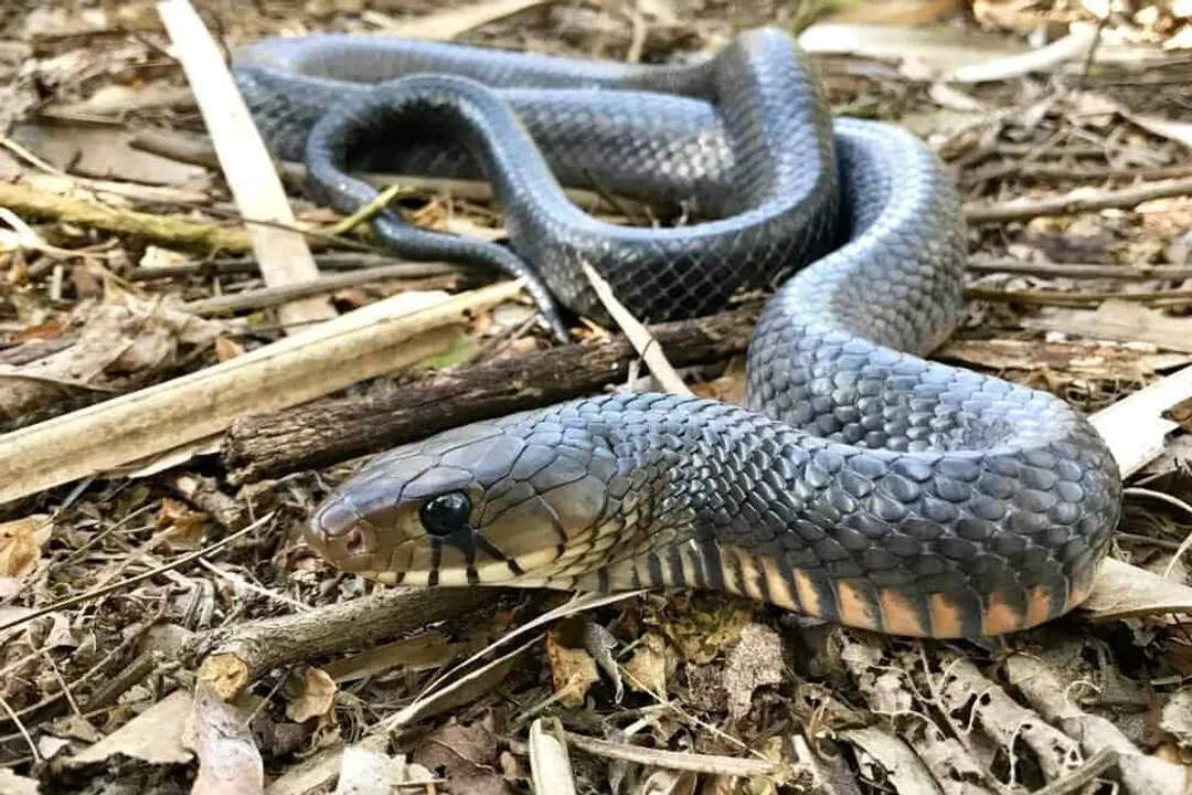 Where are Texas indigo snakes found?, State Distribution