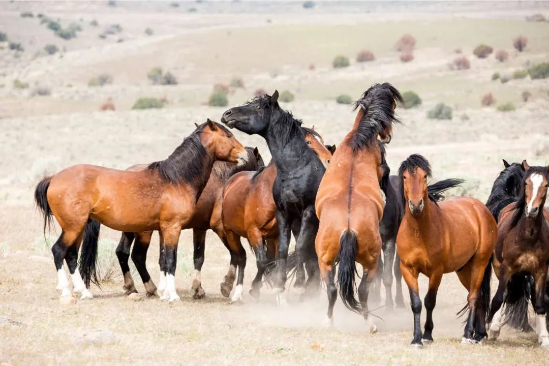 Where are the wild horses in Canada?, Management and Controversy