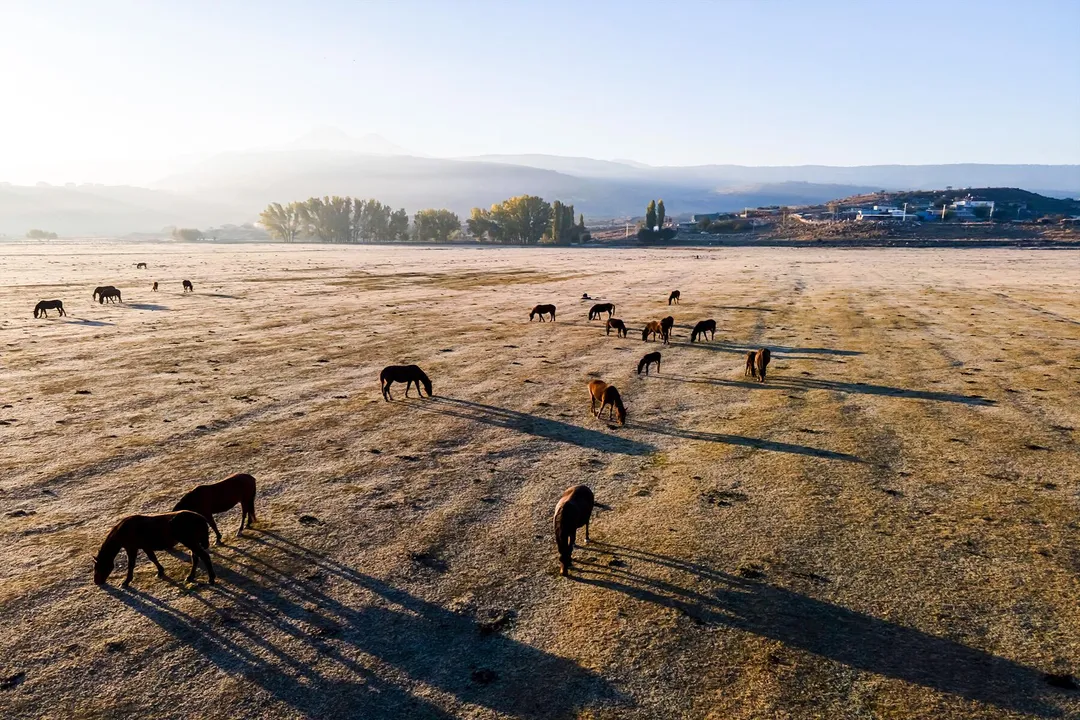 Where are the wild horses in Canada?