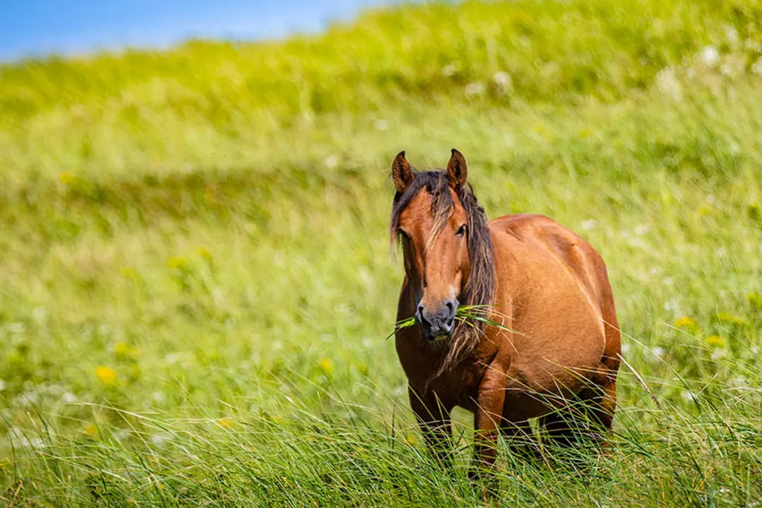 Where are the wild horses in Canada?, Terminology Matters