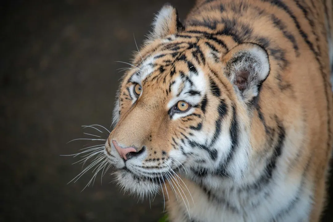 Where are tigers found in the US?