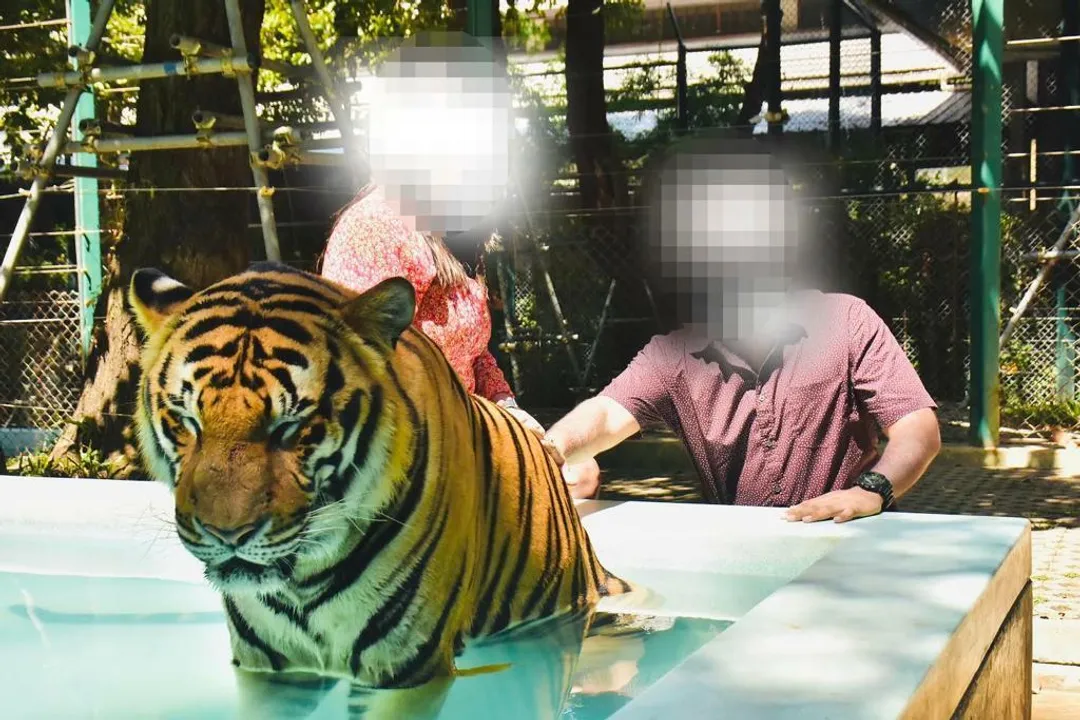 Where are tigers found in the US?, Global Habitat