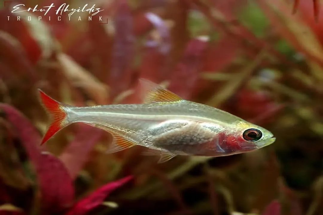 Where are X-Ray Tetras found?