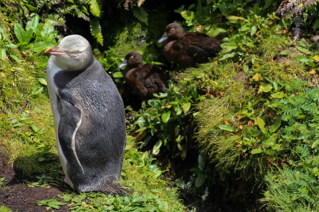 Where are yellow-eyed penguins located?, Habitat Specifics