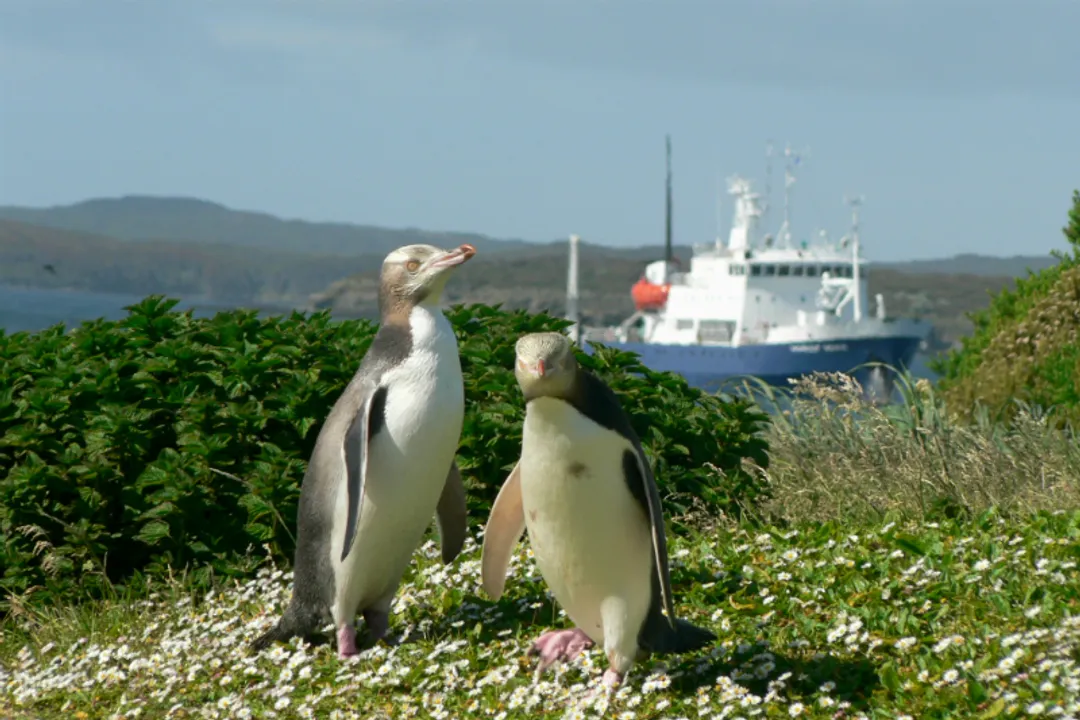 Where are yellow-eyed penguins located?, Subantarctic Territories