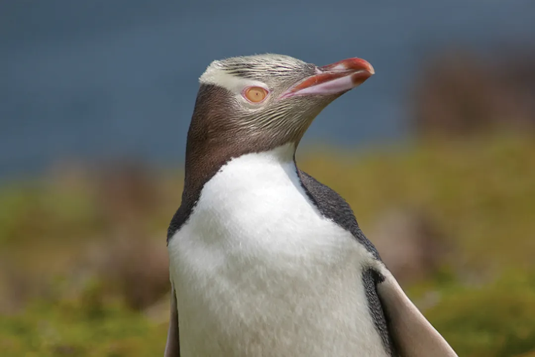 Where are yellow-eyed penguins located?, South Island Distribution