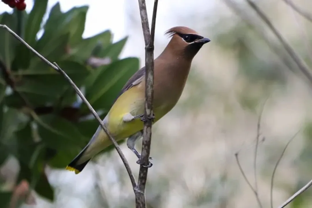 Where can Cedar Waxwings be found?
