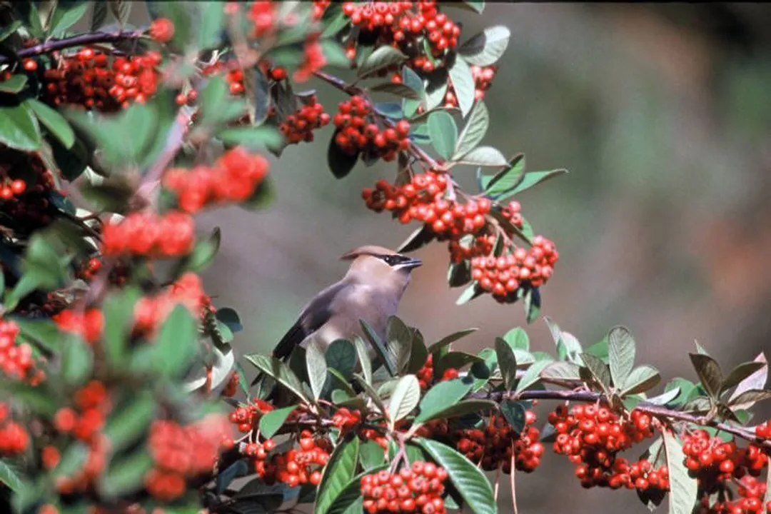 Where can Cedar Waxwings be found?, Wintering South
