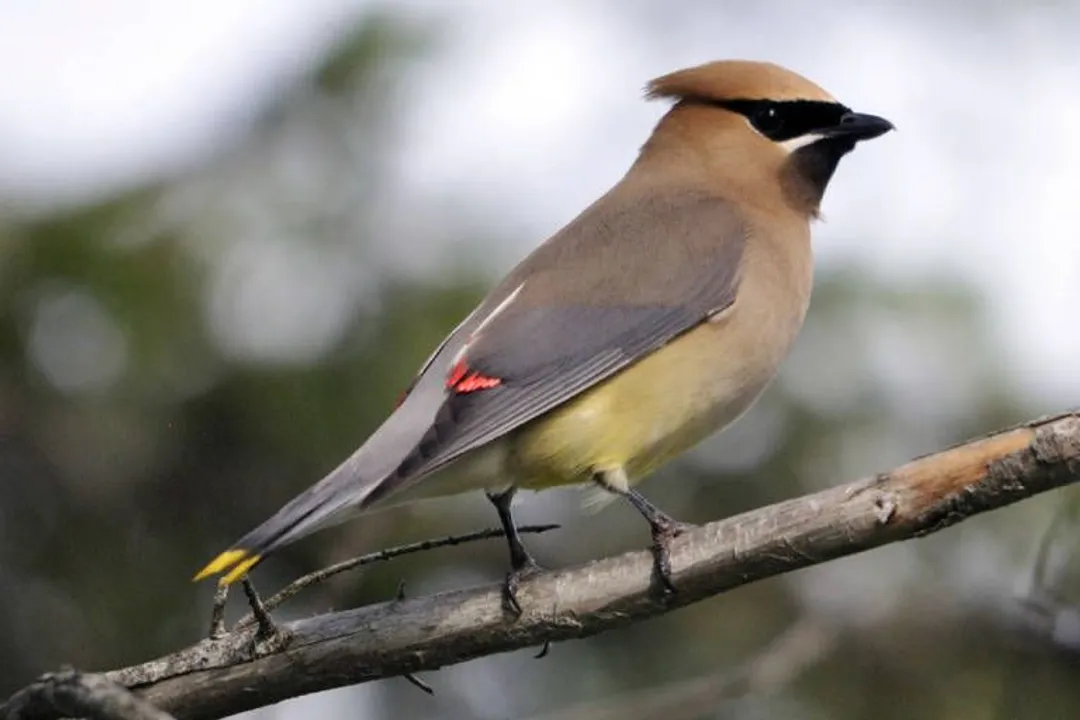 Where can Cedar Waxwings be found?, North America Breeding