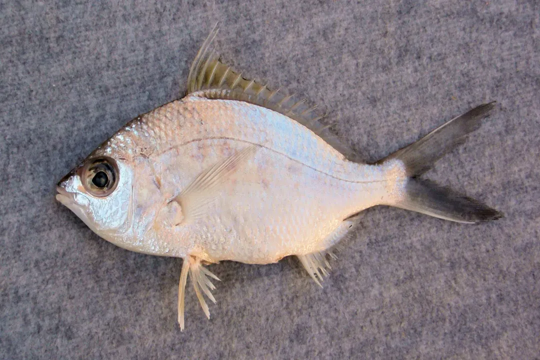 Where can I catch mojarra?, Freshwater and Inland Locations