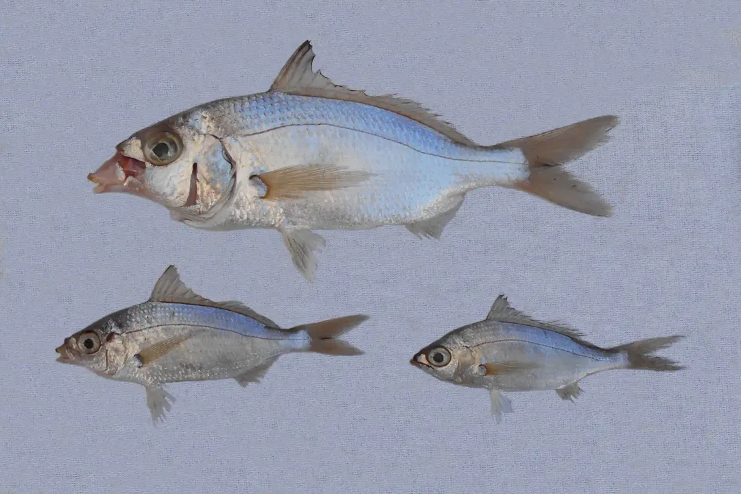 Where can I catch mojarra?, Coastal and Estuarine Hunting Grounds