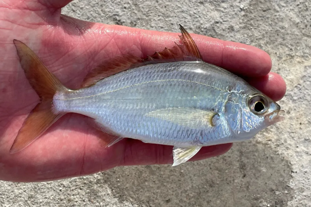 Which rig is suggested for quickly securing a dozen Mojarras using squid on bottom hooks?