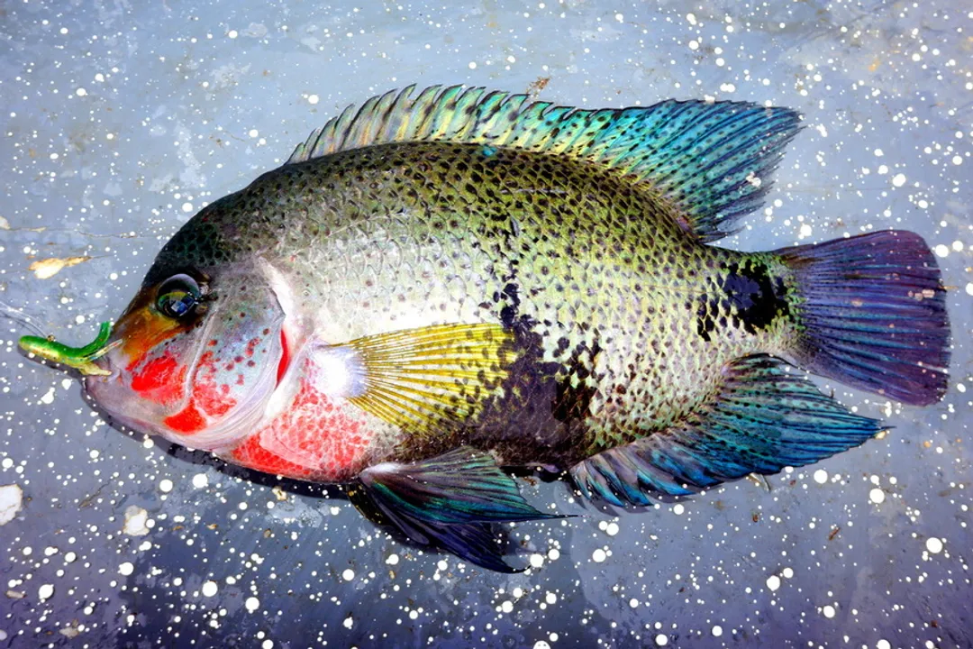 Where can I catch mojarra?, Bait and Gear Strategy