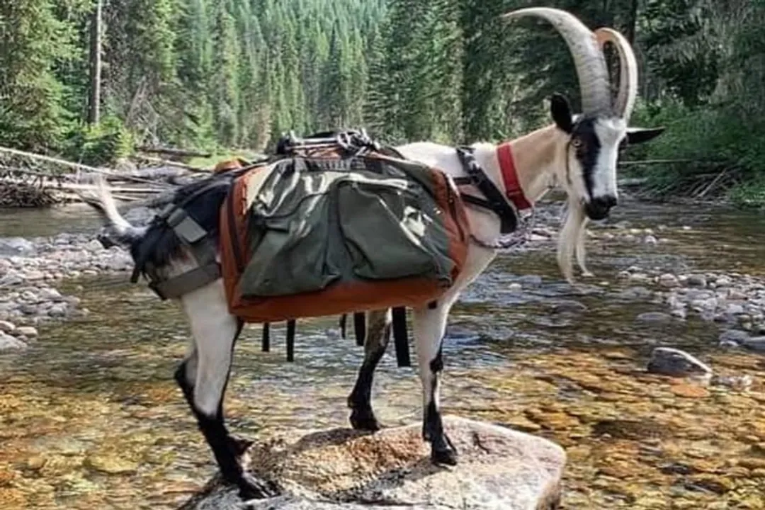 Where can I find alpine goats?