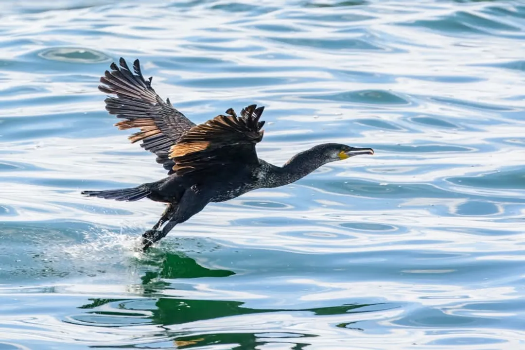 Where can I find cormorants?, Inland North America