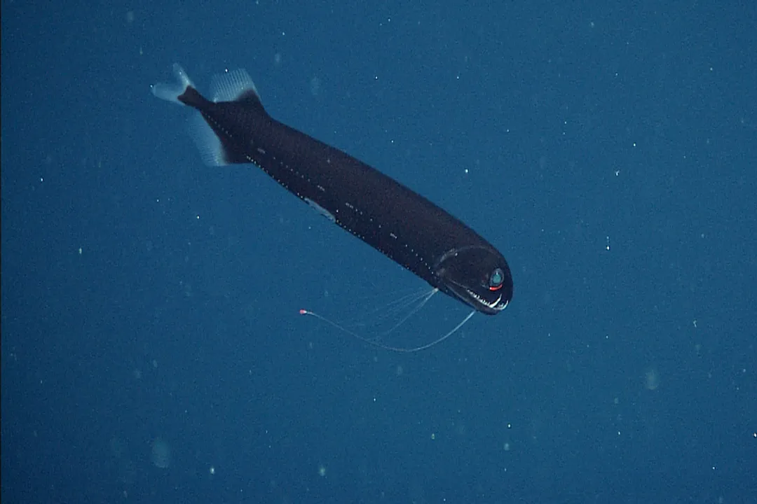 Where can I find dragon fish?