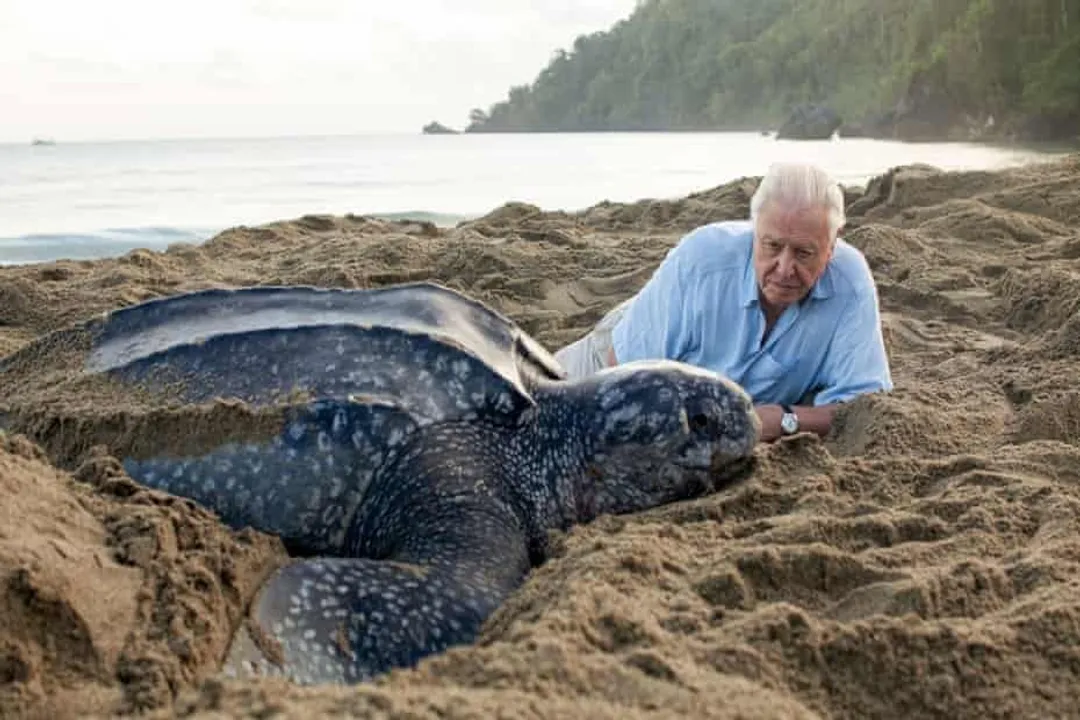 Where can I find dragon fish?, Deep Sea