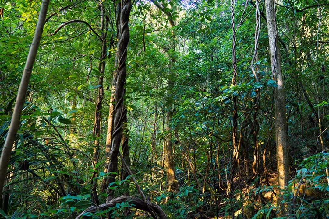 Where can I find leaf-tailed geckos?, Community Groups