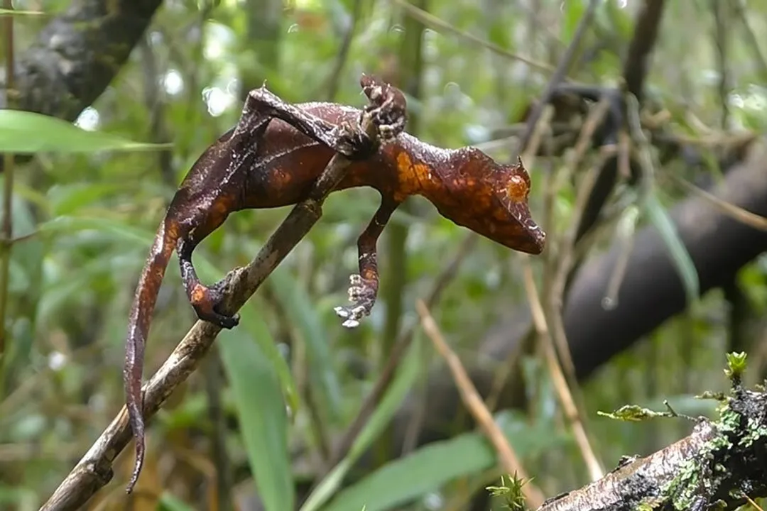 Where can I find leaf-tailed geckos?, Native Zones
