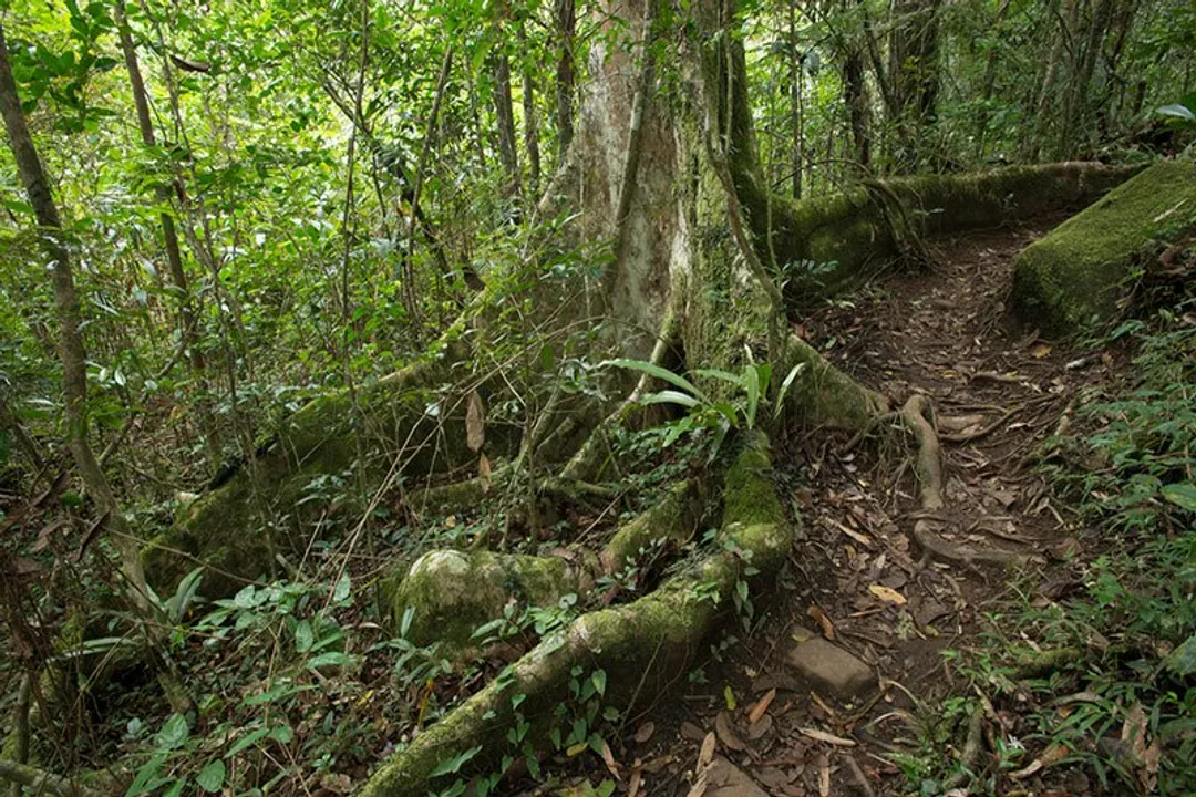 Where can I find leaf-tailed geckos?, Species Availability Context