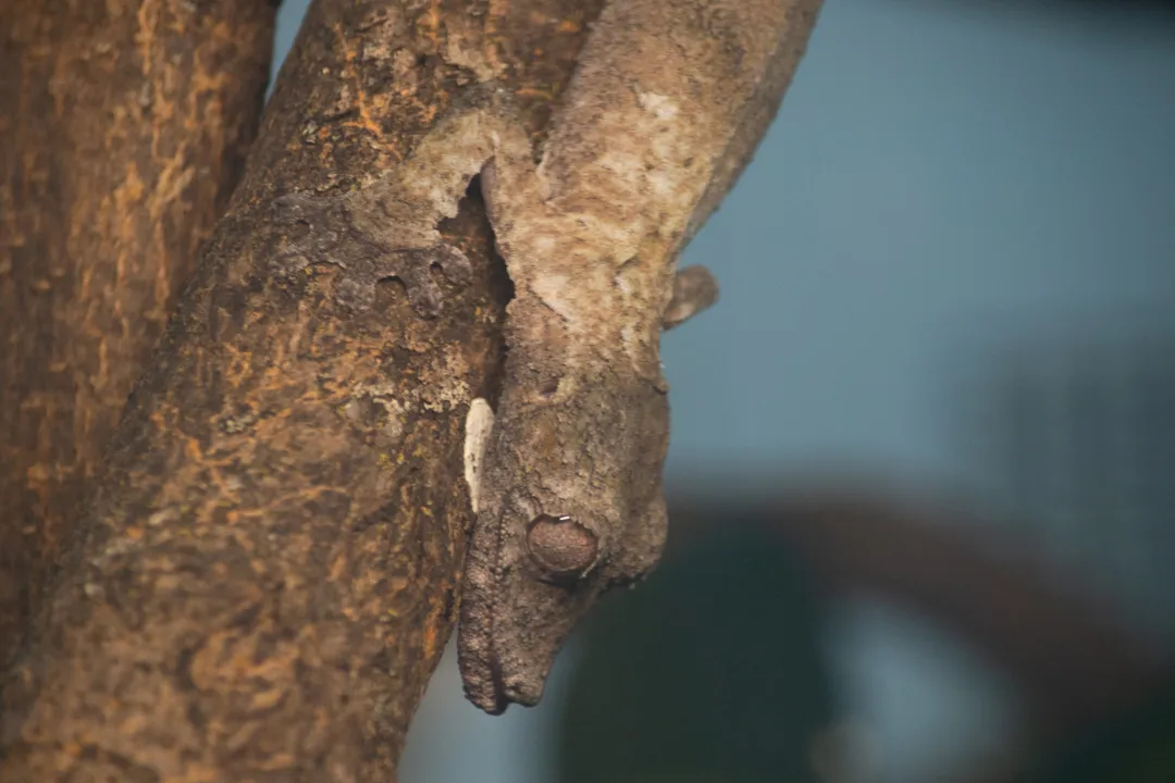 Where can I find leaf-tailed geckos?