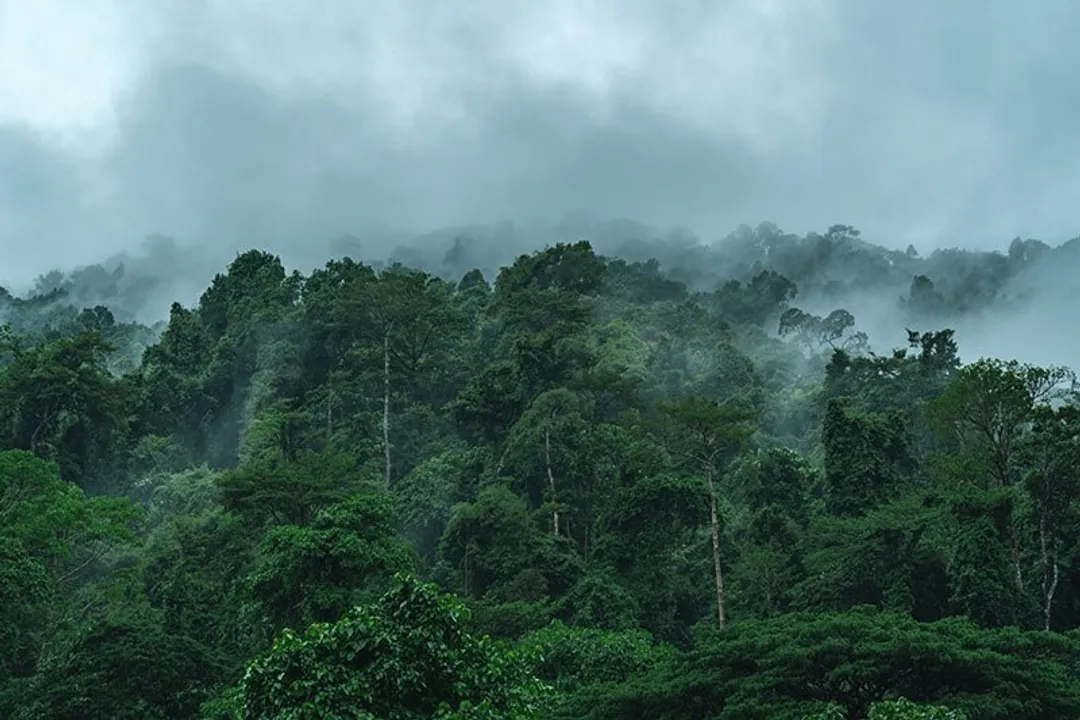 Where can I find leaf-tailed geckos?, Commercial Sources