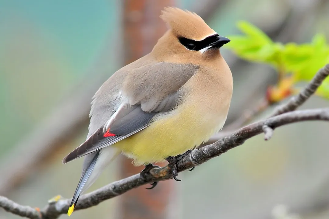 Where can I find waxwing birds?, Range Distribution