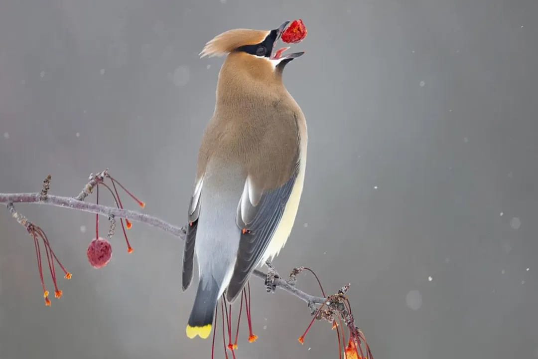 Where can I find waxwing birds?
