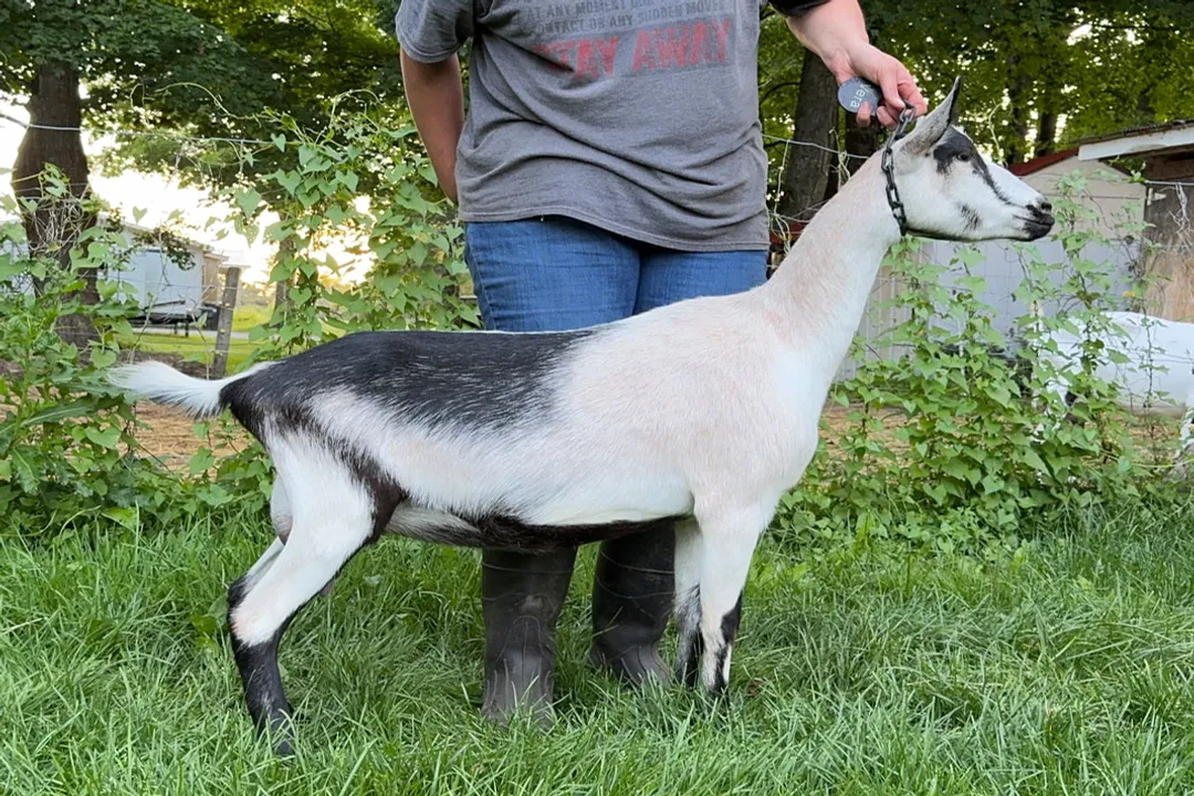 Where can I get alpine goats?, Navigating Purchase Decisions