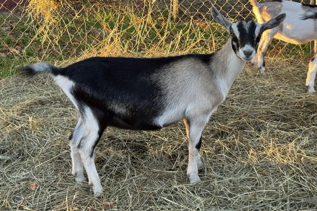 Where can I get alpine goats?, Understanding Breed Variations