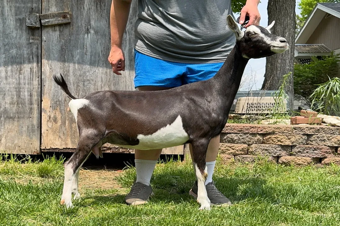 Where can I get alpine goats?, Specialized Breeders